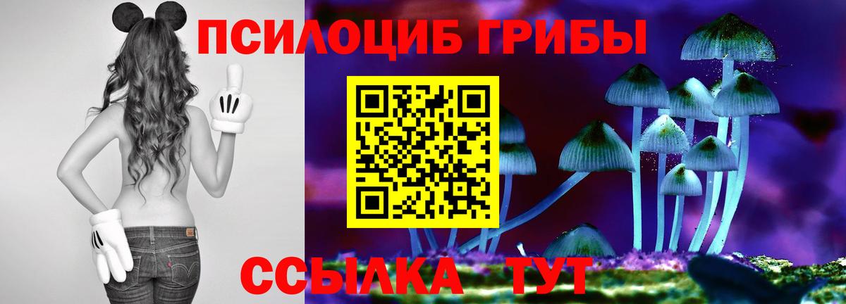 Псилоцибиновые грибы Cubensis  где купить наркотик  Михайловск  Вход с VPN 